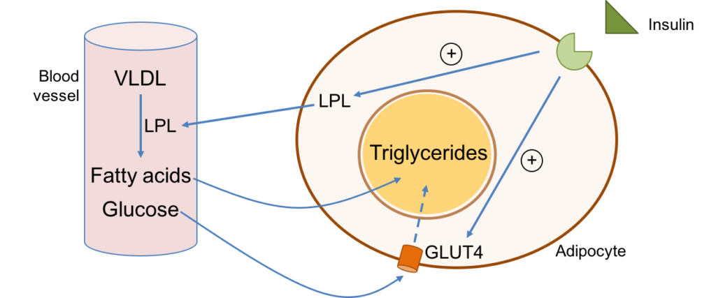 lipogénèse-lipogenesis