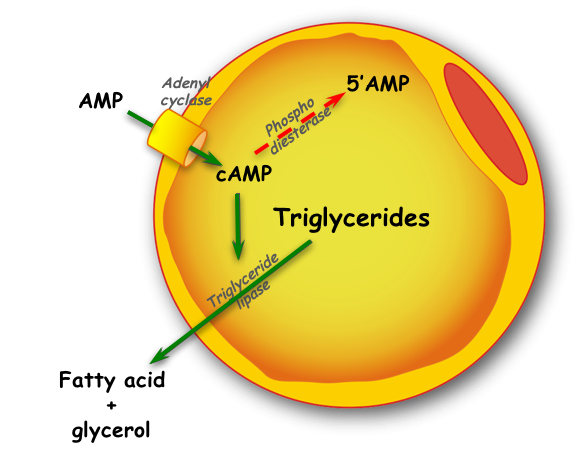 lipolysis-lipolyse