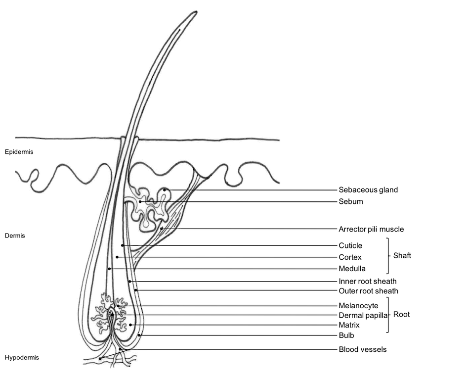anatomie cheveux - hair anatomy - Exsymol