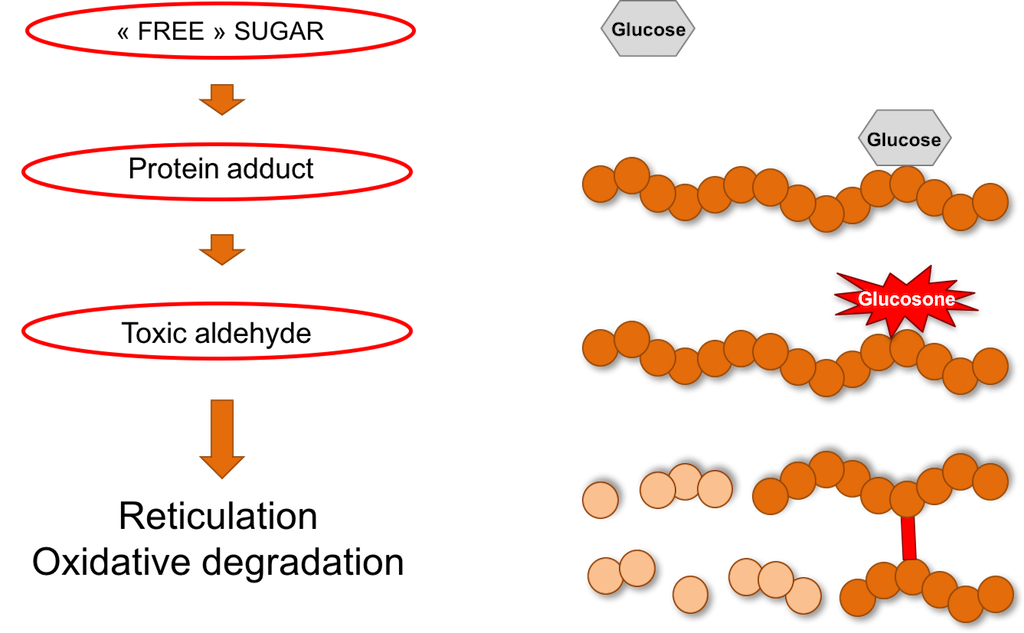 Antiglycation Exsymol RegTech